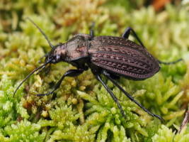 Carabus ménétriesi pacholei - Hochmoorlaufkäfer