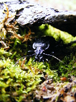 Carabus variolosus nodulosus - Schwarzer Grubenlaufkäfer