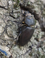 Hirschkäfer Weibchen